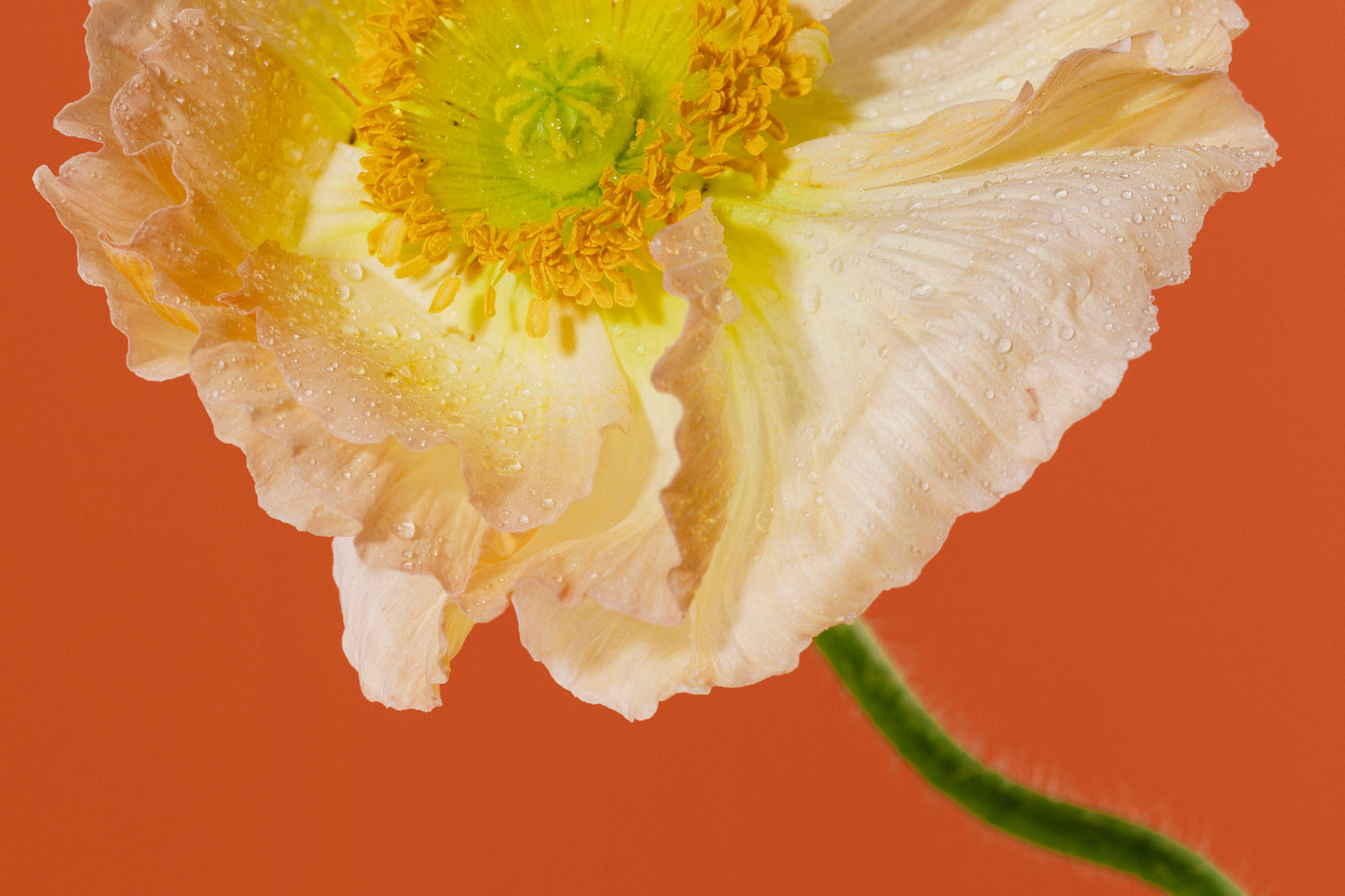 Cultivating a Healthy Vaginal Microbiome