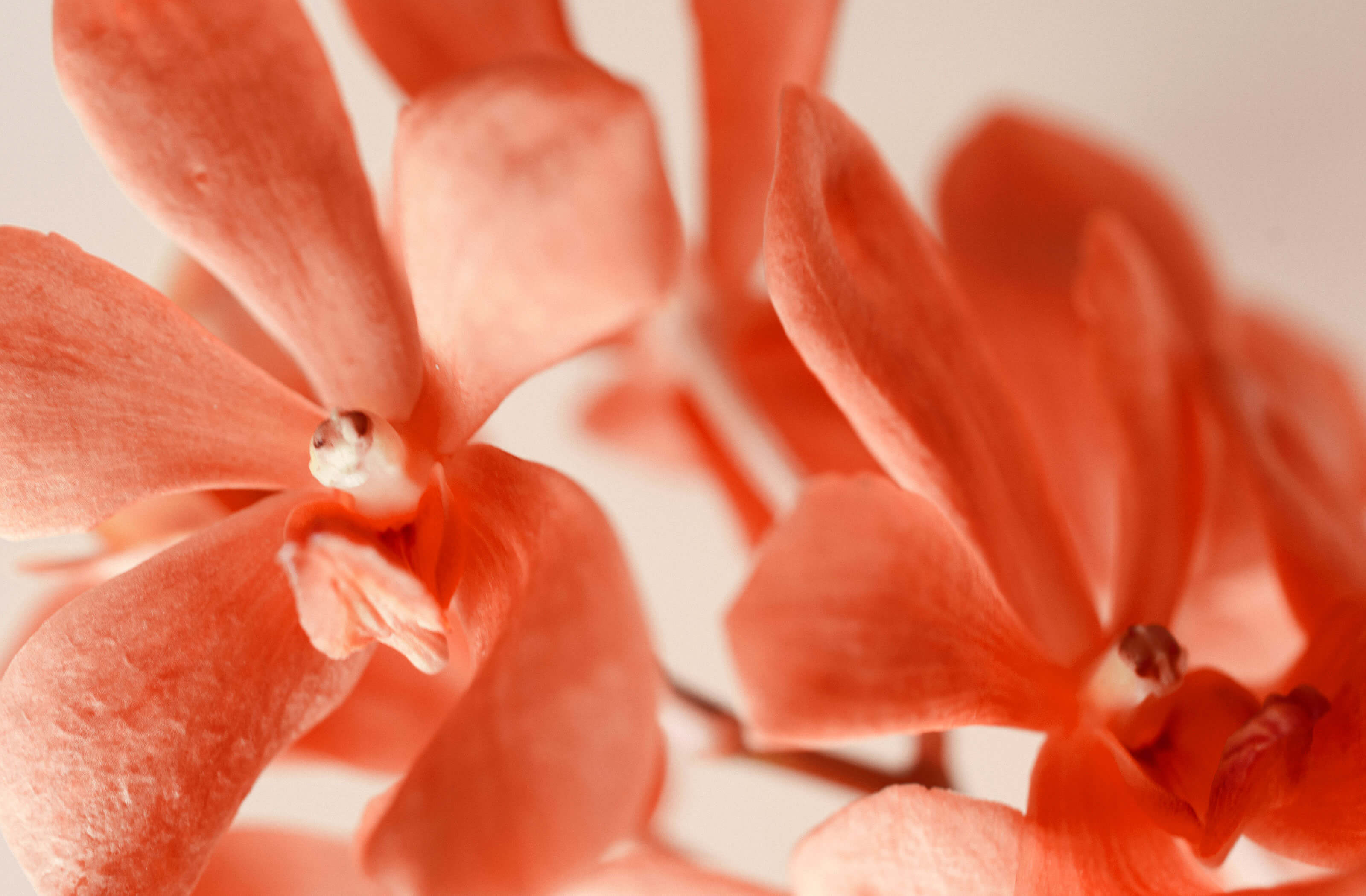 Nourishing Your Vaginal Health + Fertility