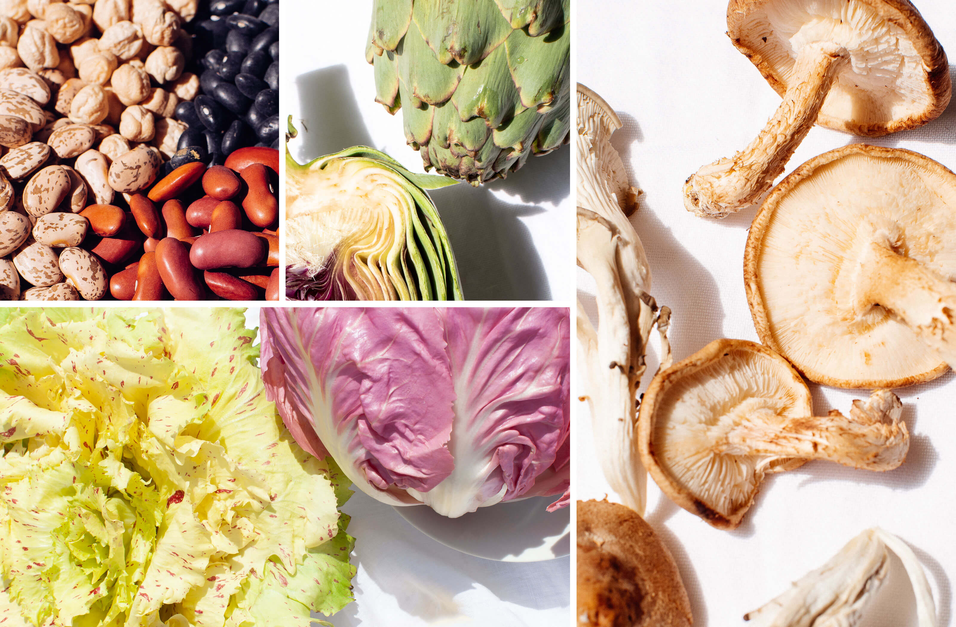 Protein and Longevity