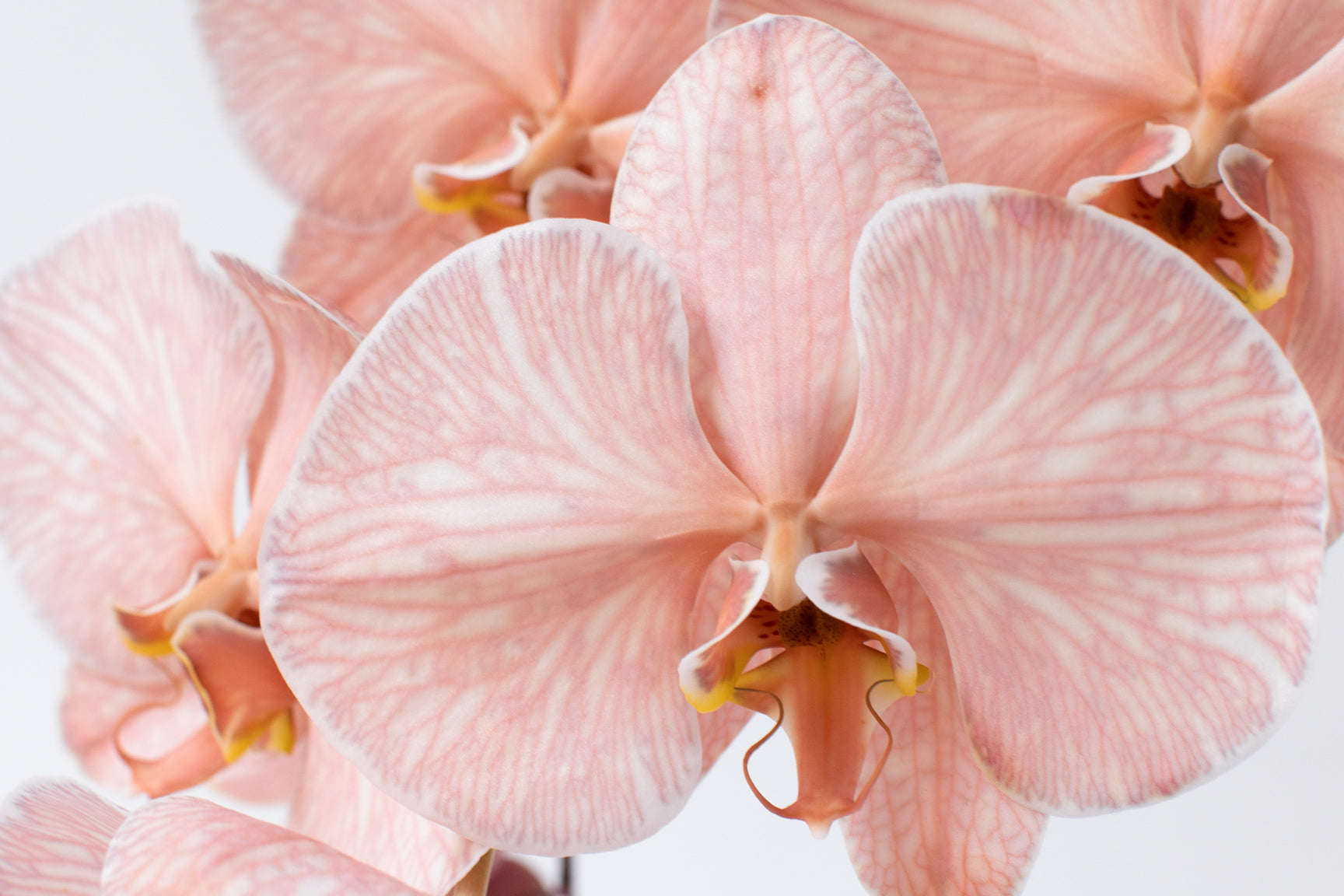 The Guide to Living Orgasmically