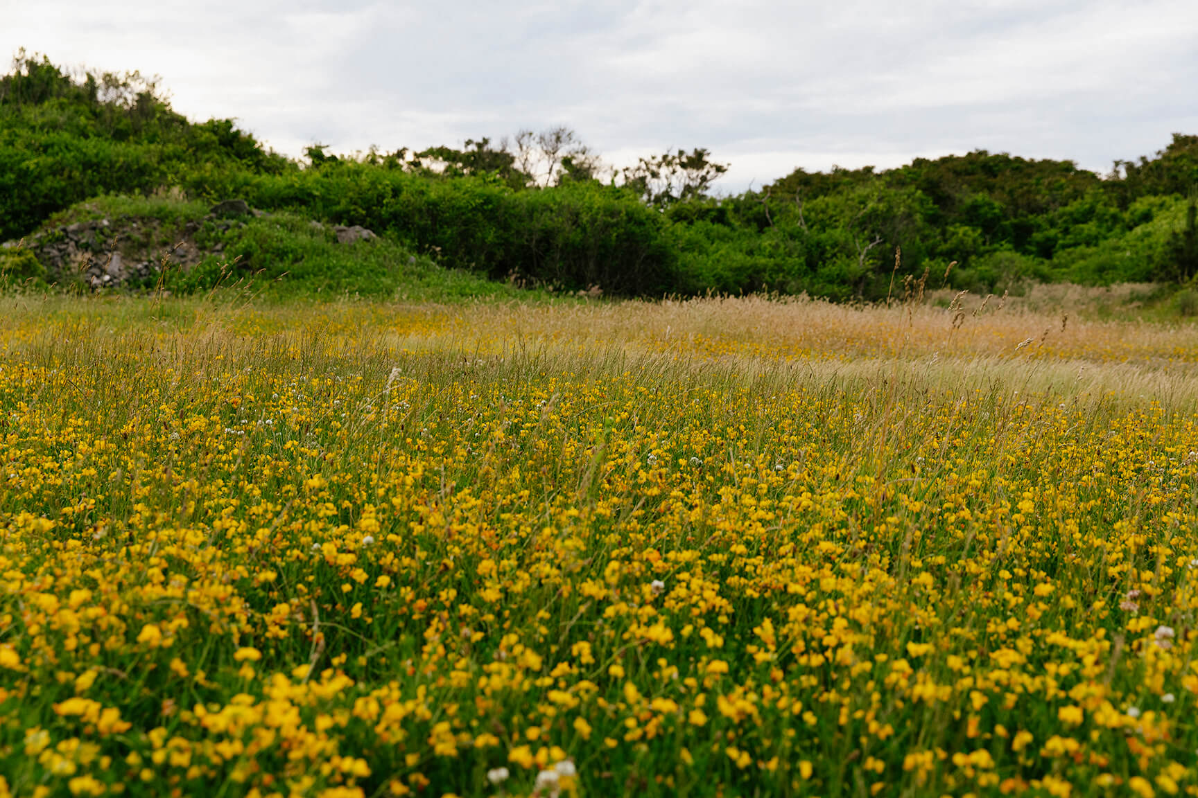 How Nature is the Great Healer